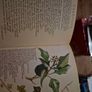 Vintage The Country Diary of an Edwardian Lady Image 10