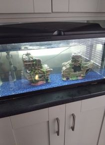 fish tank