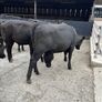 Cattle Image 6