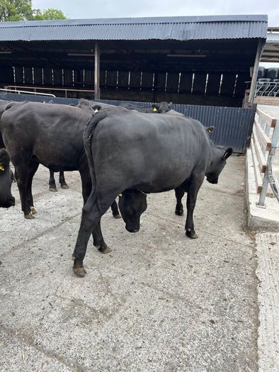 Cattle