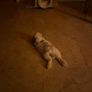 Mini Lop Image 4
