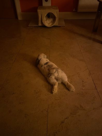 Mini Lop