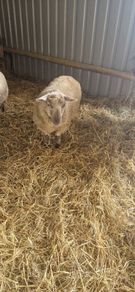 Ram sheep