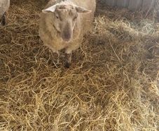 Ram sheep