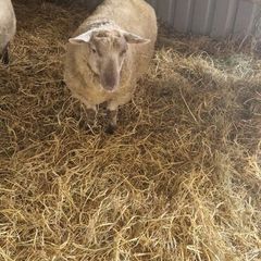 Ram sheep