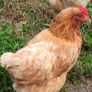 Hens Image 5