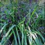 Dianella Tasmanica Image 6