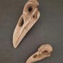 1/1  resin copy of a raven and a crow skull. Image 4
