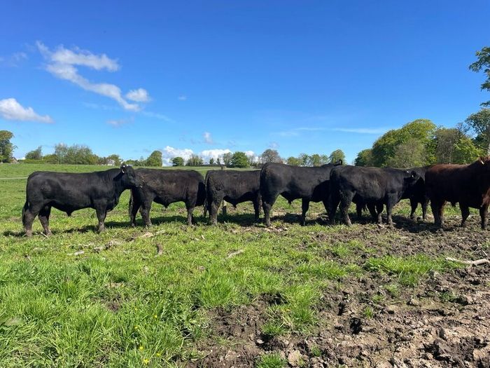 Kingdom Angus