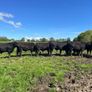 Kingdom Angus Image 4