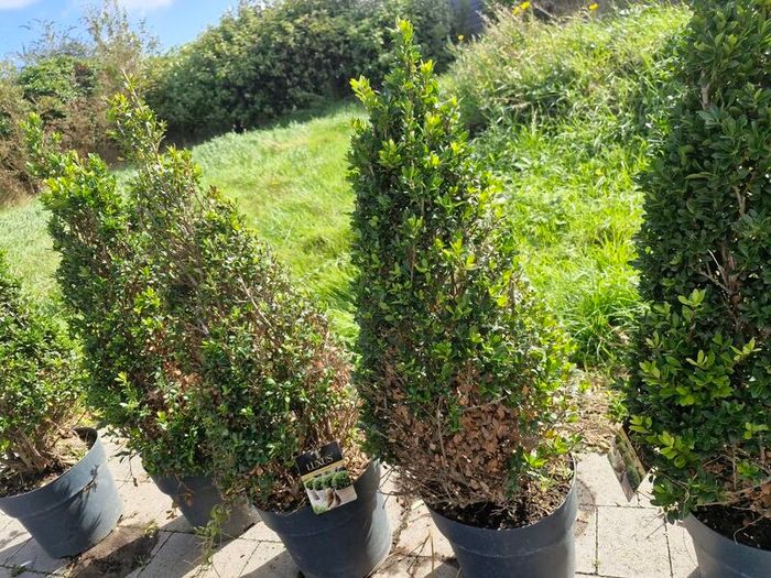 Buxus cones  (Ilex)