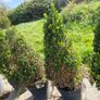 Buxus cones  (Ilex) Image 3