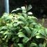 Buceplanter212
