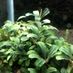 Buceplanter212