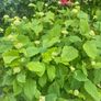 hydrangeas Image 4