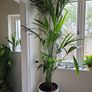 kentia planter Image 2