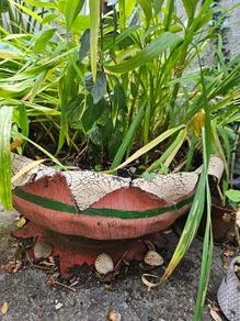 Large handmade planter with plants