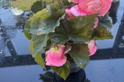 Begonia Plant