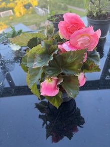 Begonia Plant