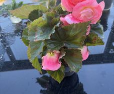 Begonia Plant