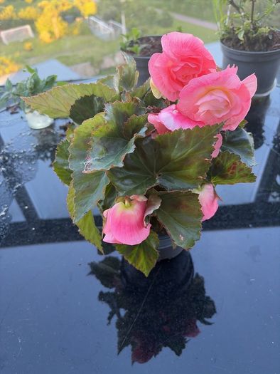 Begonia Plant