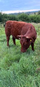 Breeding or beef Heifer