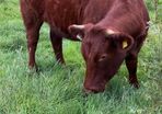 Breeding or beef Heifer