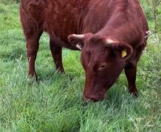 Breeding or beef Heifer