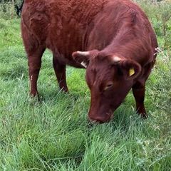 Breeding or beef Heifer