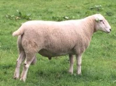 Lleyn Rams