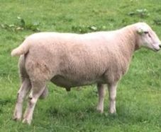 Lleyn Rams