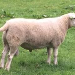 Lleyn Rams