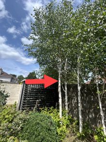 Tall straight Silver Birch tree