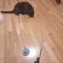 Cat toys Image 4