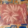 Flexible Telescopic Shower Hose for Water Plumbing Toilet Bidet (new) Image 5