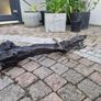 bog oak Image 6