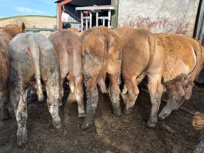 25 smashing Charlie bullocks