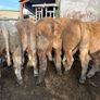 25 smashing Charlie bullocks Image 10