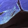 Roberto Cavalli dress size M Image 4