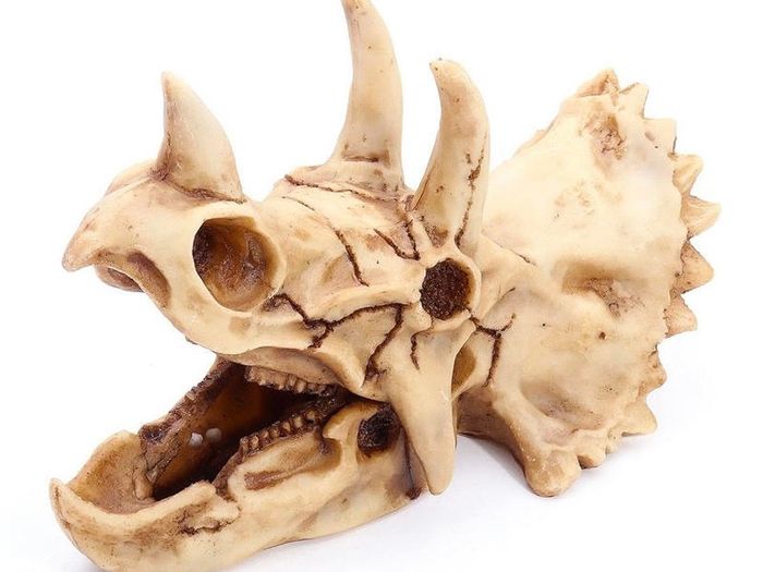 Skull Ornament Triceratops