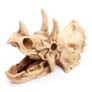 Skull Ornament Triceratops Image 6
