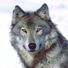 .wolf