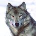 .wolf