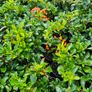 Blue Spirea Caryopteris Flowering Shrubs Image 8