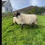 Black faced mountain hogget rams Image 5