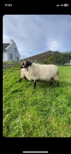 Black faced mountain hogget rams