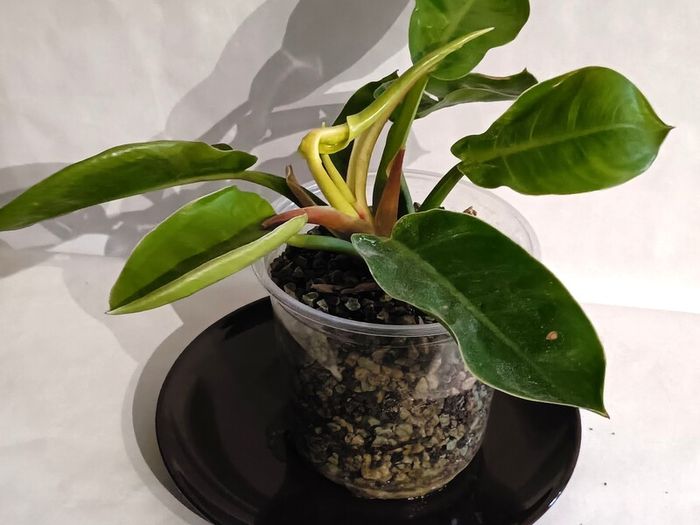 Philodendron - Moonlight