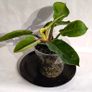Philodendron - Moonlight Image 6