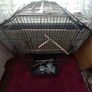 Black bird cage Image 2
