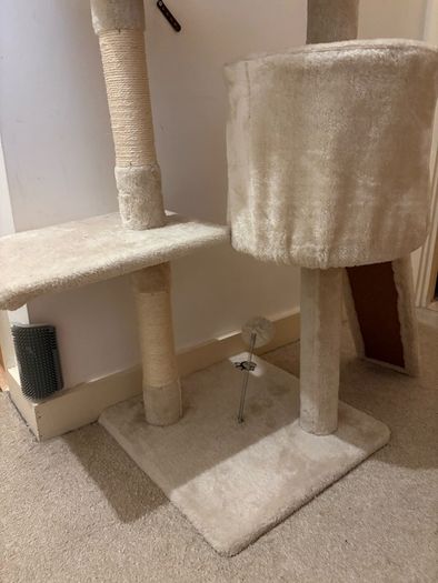 cat climbing tree